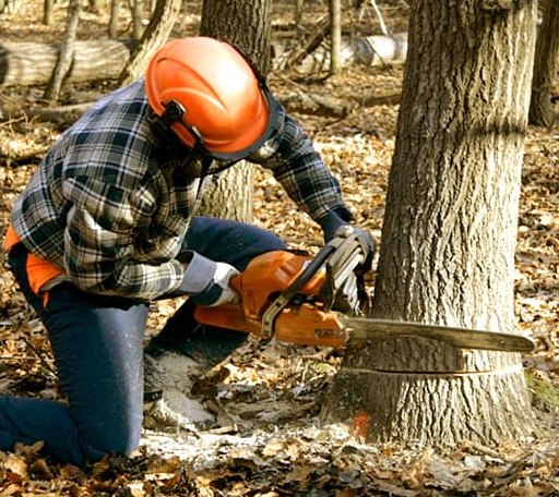 Tree Removal in Peel, AR